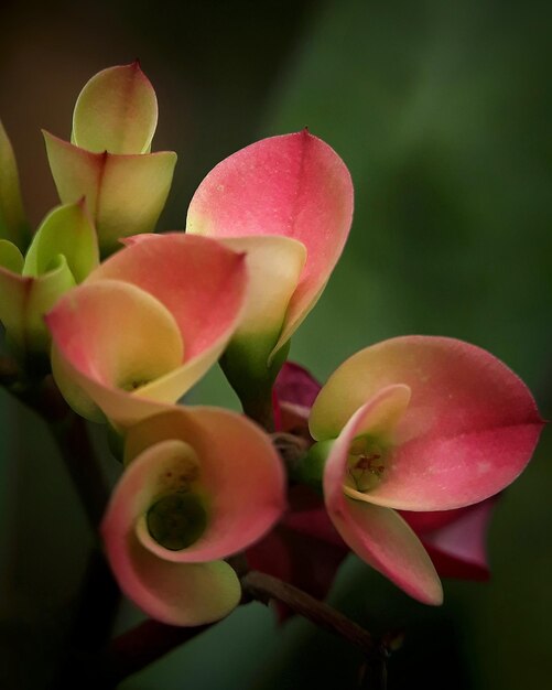 Photo close-up of pink lily