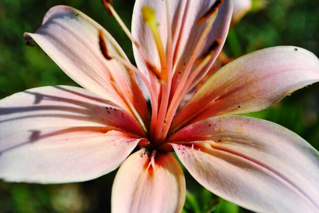 Foto prossimo piano del giglio rosa