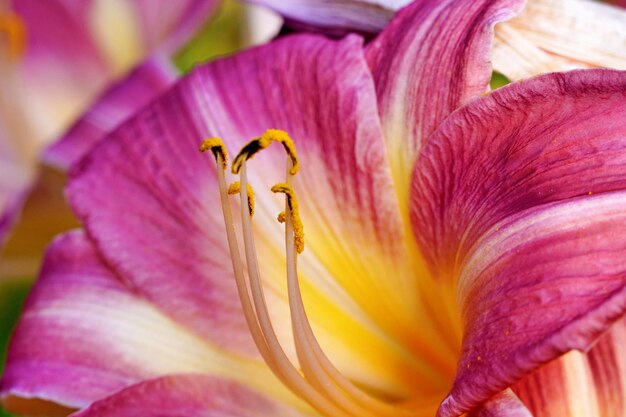 Close-up of pink lily