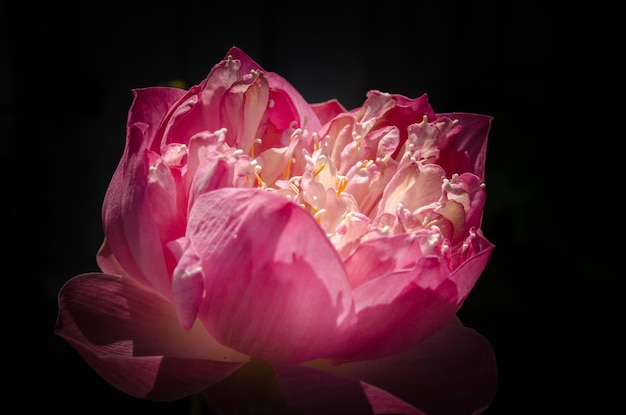 Foto close-up di un loto rosa su sfondo nero