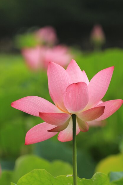 Foto close-up di un loto rosa in fiore all'aperto