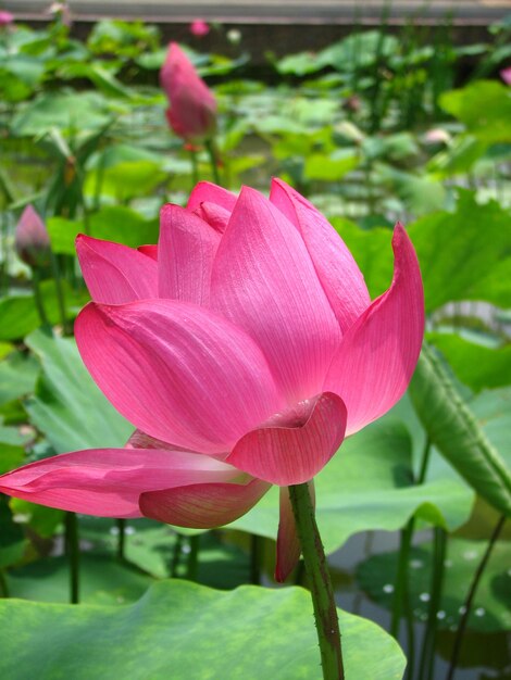 Close-up of pink lotus blooming outdoors