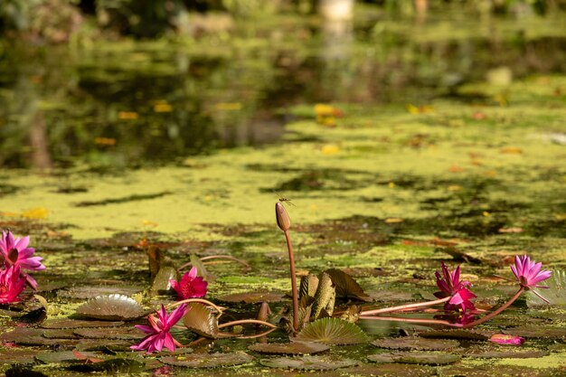 Foto prossimo piano dei fiori di loto rosa sulla terraferma