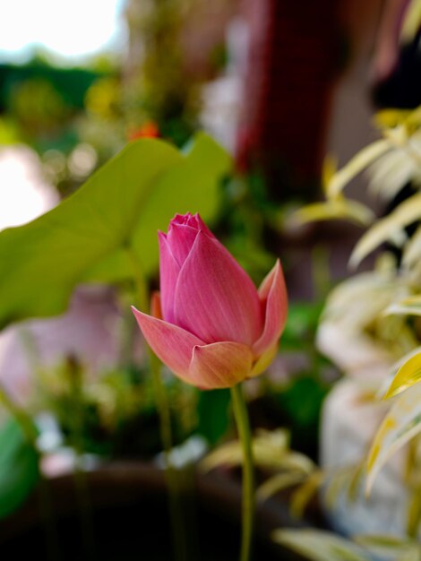 Photo close-up of pink lotus lily