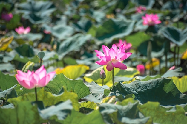 Close up pink lotus (nelumbo nucifera gaertn.) in the lake, colorful pink-white petals with green nature background