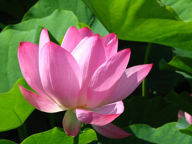 Close-up of pink lotus  in pond