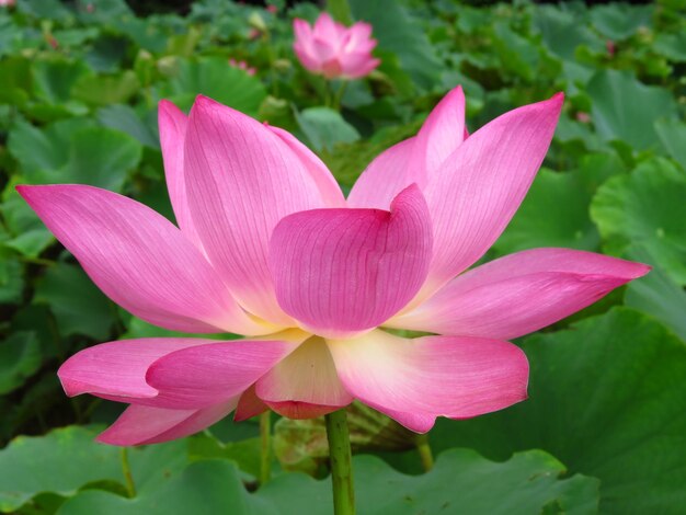 Close-up of pink lotus in pond