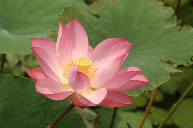 Close-up of pink lotus in pond