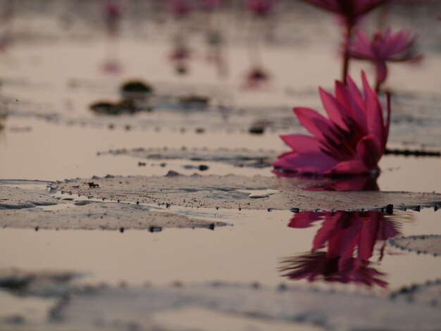 Photo close-up of pink lotus and reflexion