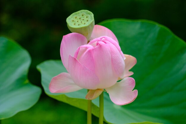 Foto close-up di ninfe d'acqua di loto rosa in fiore all'aperto