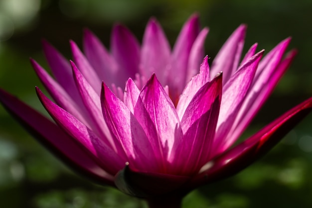 Close-up pink lotus water lily flower