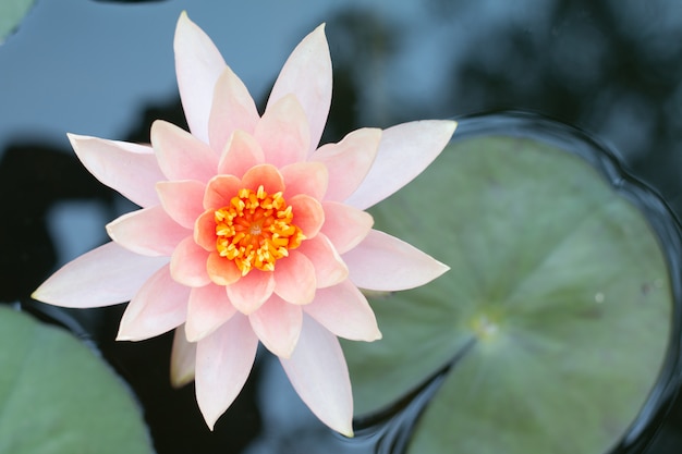 Foto chiuda sul fiore rosa della ninfea del loto