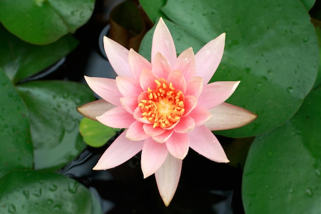 Close up pink lotus water lily flower