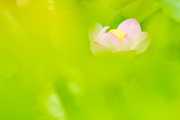 Close-up of pink lotus water lily growing outdoors