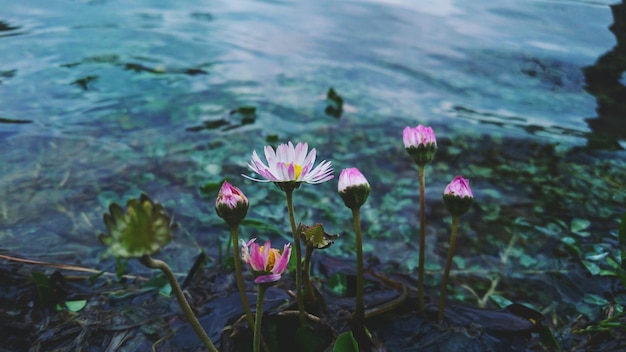 Photo close-up of pink lotus water lily in lake
