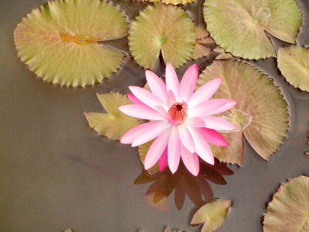 Close-up of pink lotus water lily in lake