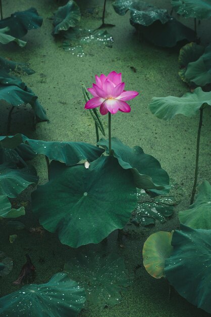 Close-up of pink lotus water lily in lake