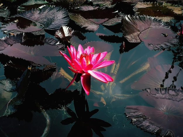 Foto close-up di un giglio d'acqua di loto rosa nel lago