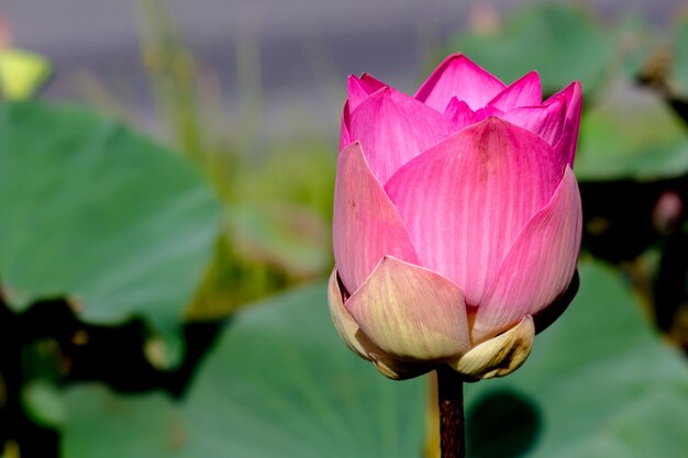 Close-up of pink lotus water lily in pond