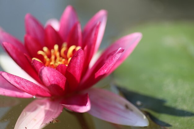 Foto close-up di un giglio d'acqua di loto rosa nello stagno