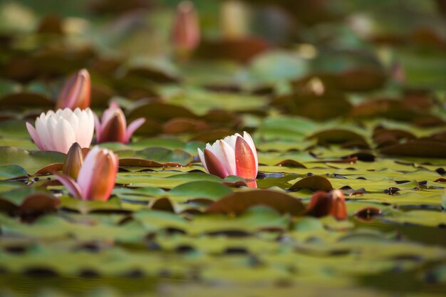 Photo close-up of pink lotus water lily in pond