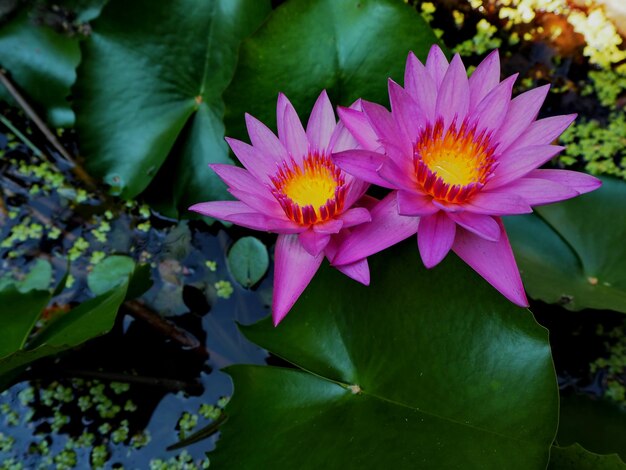 Close-up of pink lotus water lily in pond