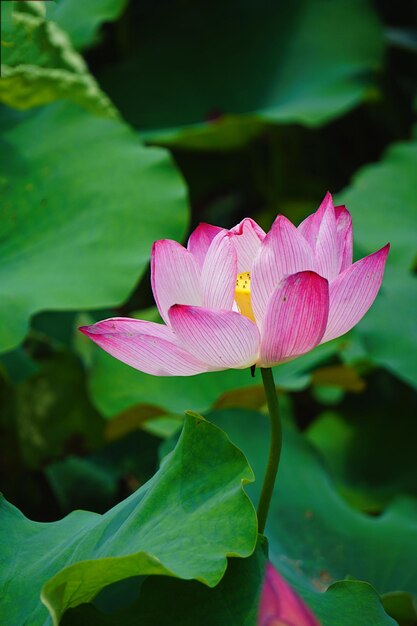 Photo close-up of pink lotus water lily in pond