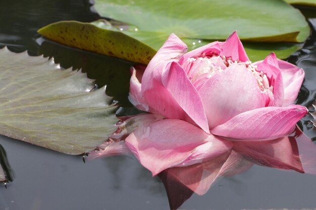 Close-up of pink lotus water lily in pond