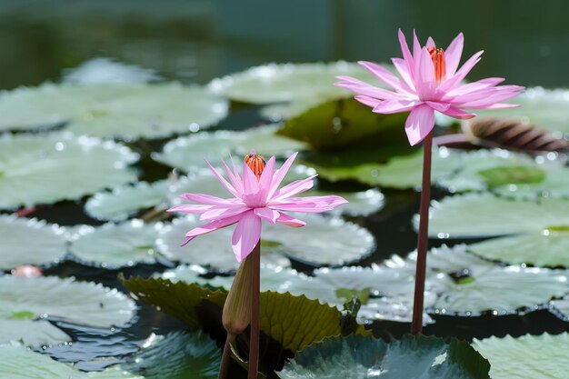 Close-up of pink lotus water lily in pond