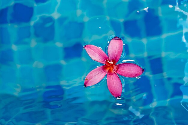 Foto close-up di lirio d'acqua lotus rosa in piscina