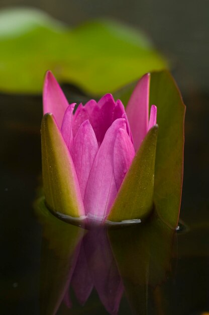 Photo close-up of pink lotus water lily