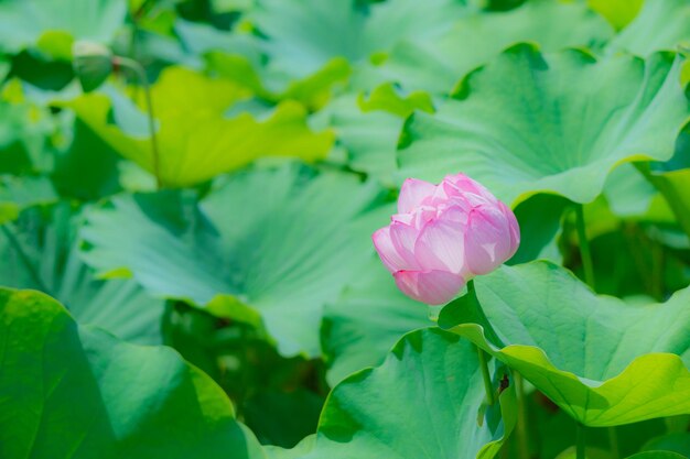 Close-up of pink lotus water lily