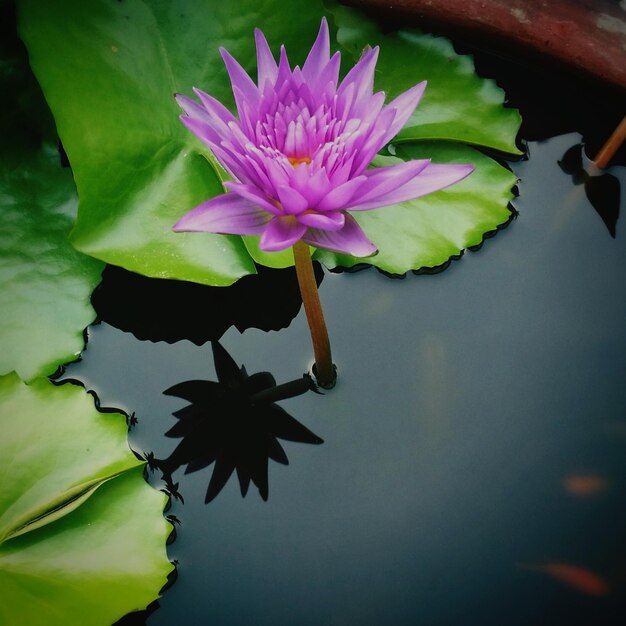 Close-up of pink lotus water lily