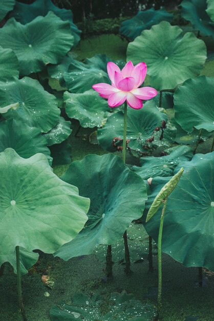 Close-up of pink lotus water lily