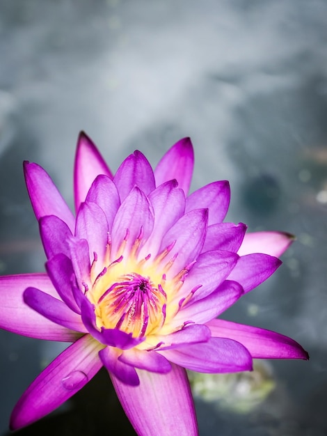Photo close-up of pink lotus water lily