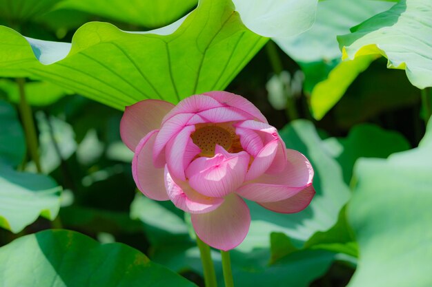 Close-up of pink lotus water lily