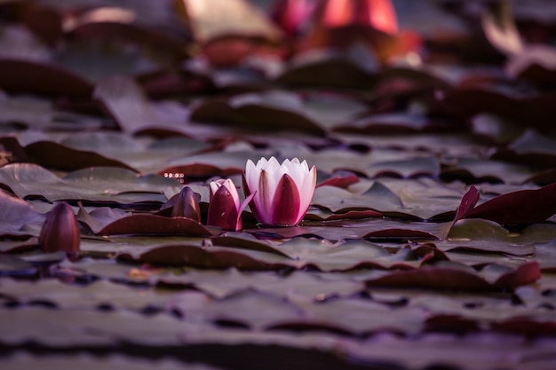 Photo close-up of pink lotus water lily