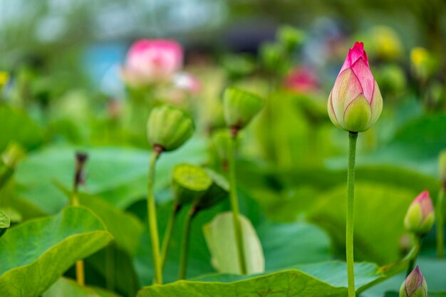 Close-up of pink lotus water lily