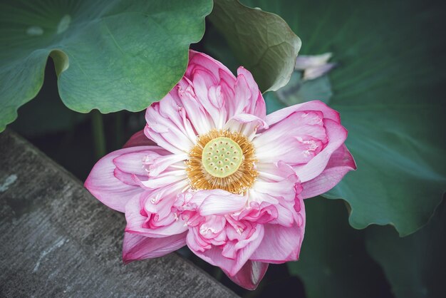 Foto prossimo piano del giglio d'acqua del loto rosa