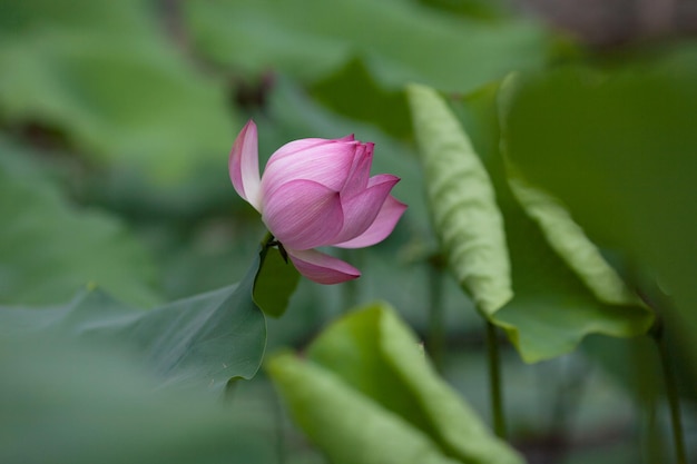 Close-up of pink lotus water lily