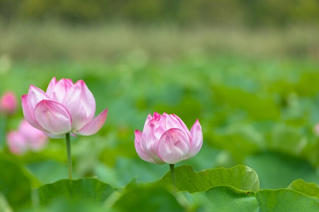 Photo close-up of pink lotus water lily