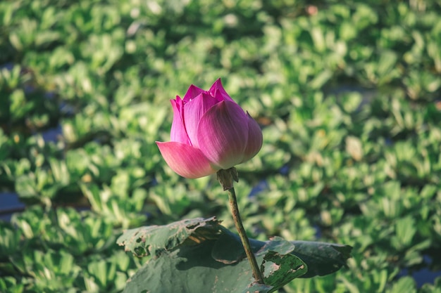 Close-up of pink lotus water lily