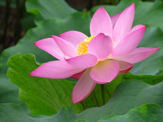 Foto prossimo piano del giglio d'acqua del loto rosa