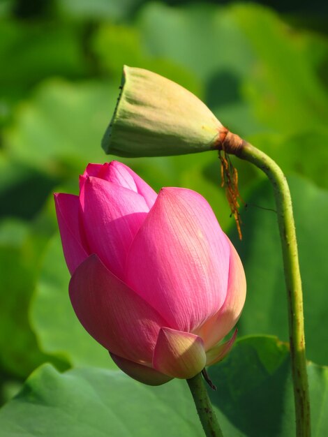 Close-up of pink lotus water lily