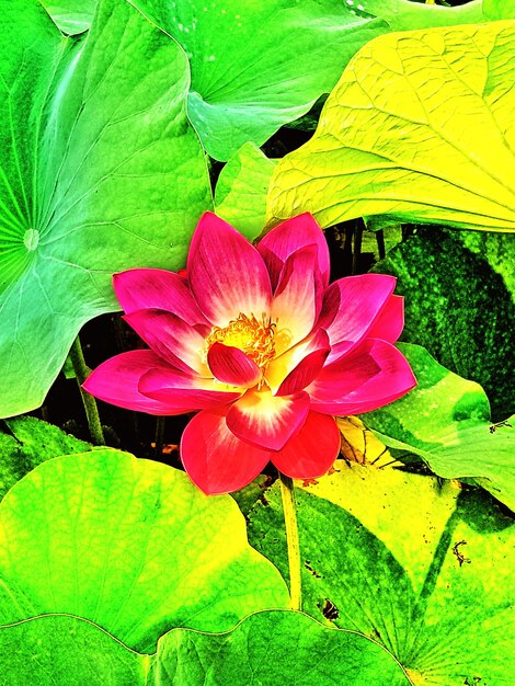 Close-up of pink lotus water lily