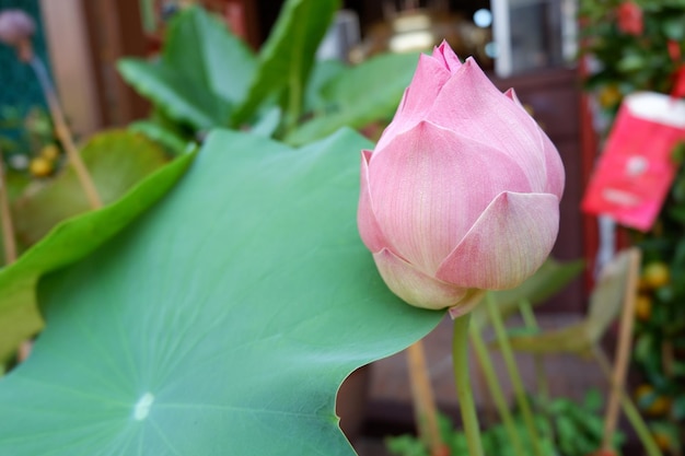 Close-up of pink lotus water lily