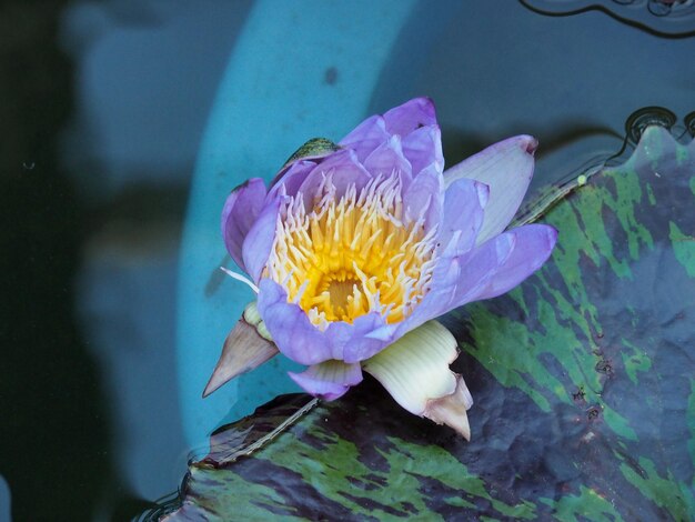 Foto prossimo piano del giglio d'acqua del loto rosa