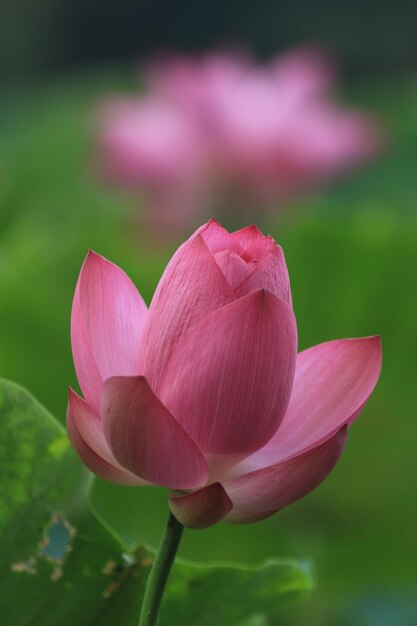 Close-up of pink lotus water lily