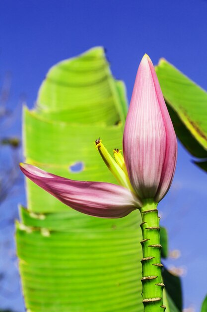 Close-up of pink lotus water lily