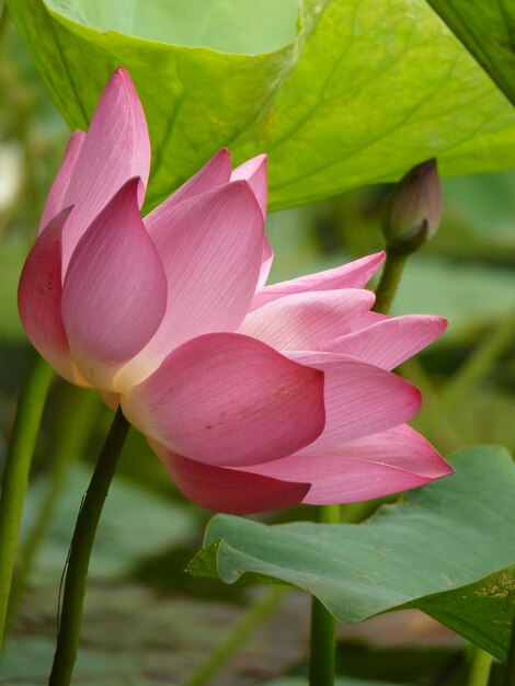 Close-up of pink lotus water lily